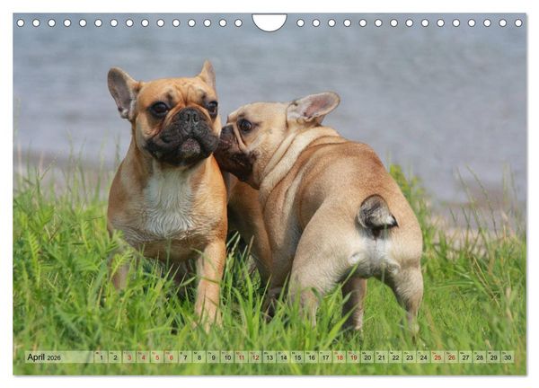 Produktbild: Bulldoggen - Englische und Franz&ouml;sische Bulldoggen (Wandkalender 2026 DIN A4 quer), CALVENDO Monatskalender
