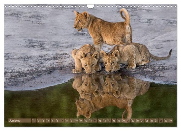 Produktbild: Raubkatzenkinder (Wandkalender 2026 DIN A3 quer), CALVENDO Monatskalender