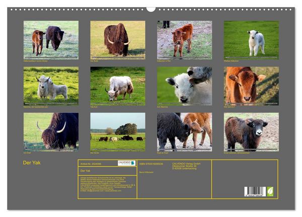 Produktbild: Der Yak (Wandkalender 2026 DIN A2 quer), CALVENDO Monatskalender
