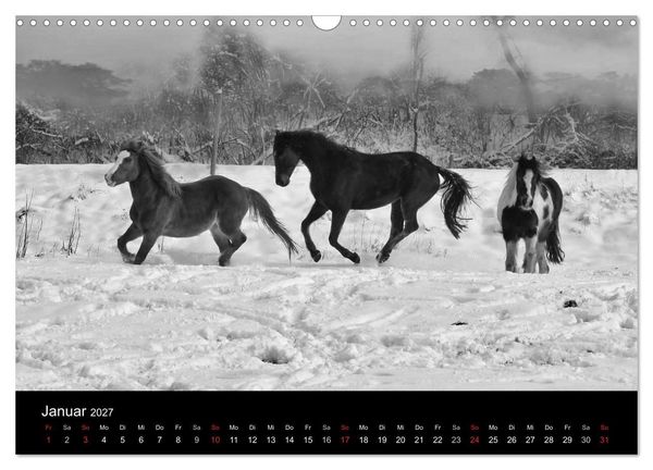 Produktbild: Pferde 2027 Wild Thing (Wandkalender 2027 DIN A3 quer), CALVENDO Monatskalender