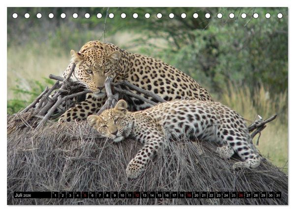 Produktbild: Die Lautlosen. Geparden und Leoparden (Tischkalender 2026 DIN A5 quer), CALVENDO Monatskalender