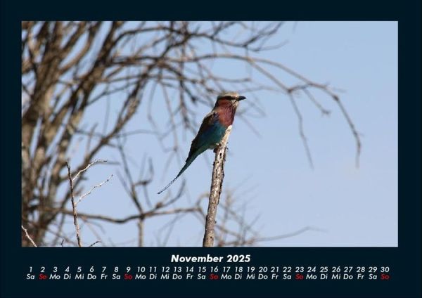 Produktbild: V&ouml;gel 2025 Fotokalender DIN A4