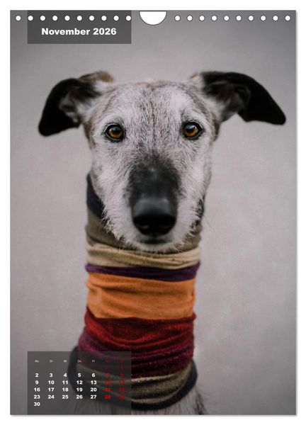 Produktbild: UNDERDOG - Windhundportraits (Wandkalender 2026 DIN A4 hoch), CALVENDO Monatskalender