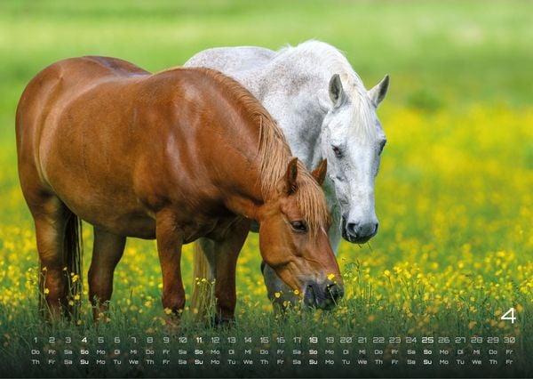 Produktbild: Pferdegefl&uuml;ster - Der Pferdekalender - 2027 - Kalender DIN A3