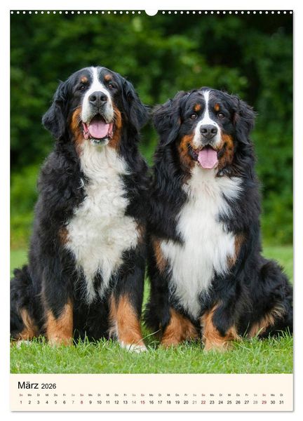Produktbild: Die sch&ouml;nste Rasse der Welt - Berner Sennenhund (hochwertiger Premium Wandkalender 2026 DIN A2 hoch), Kunstdruck in Hochglanz