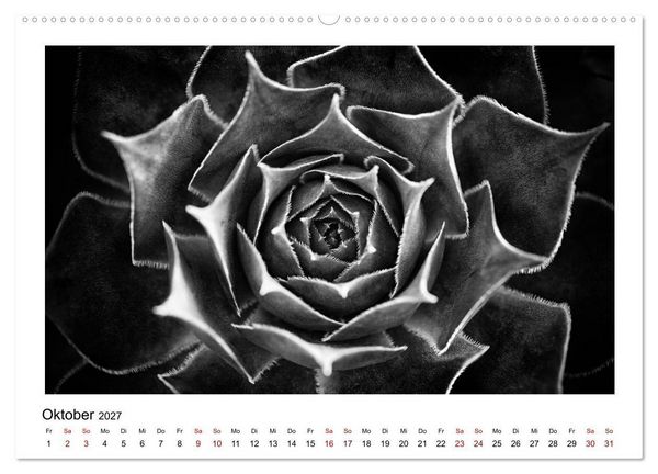 Produktbild: Die grafische Sch&ouml;nheit der Pflanzen &ndash; Schwarz-Wei&szlig; (hochwertiger Premium Wandkalender 2027 DIN A2 quer), Kunstdruck in Hochglanz