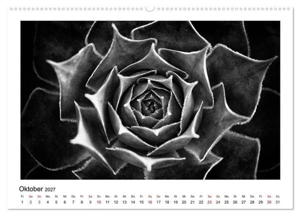 Produktbild: Die grafische Sch&ouml;nheit der Pflanzen &ndash; Schwarz-Wei&szlig; (Wandkalender 2027 DIN A2 quer), CALVENDO Monatskalender