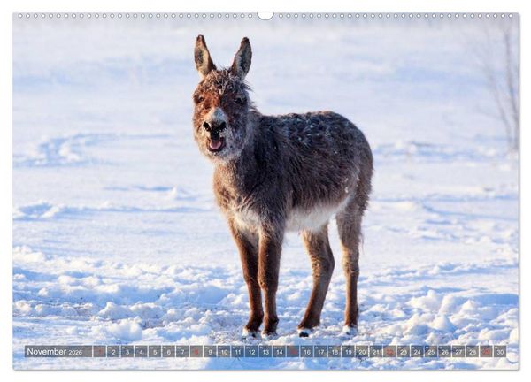 Produktbild: Kleiner Esel. Boldewyn und seine Freunde (hochwertiger Premium Wandkalender 2026 DIN A2 quer), Kunstdruck in Hochglanz