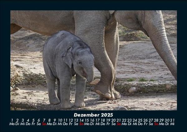 Produktbild: Elefanten 2025 Fotokalender DIN A5