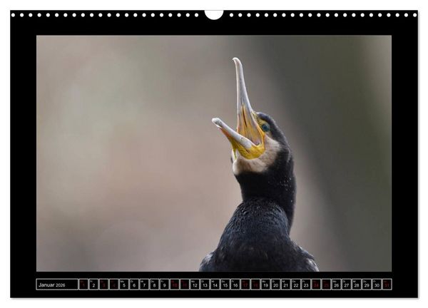 Produktbild: Niederrheinische Vogelwelt (Wandkalender 2026 DIN A3 quer), CALVENDO Monatskalender