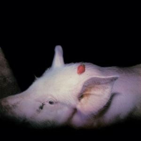 Produktbild: Damned, T: Strawberries (40th Anniversary 2 CD Edition)