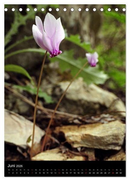 Produktbild: WILDBLUMEN (Tischkalender 2026 DIN A5 hoch), CALVENDO Monatskalender