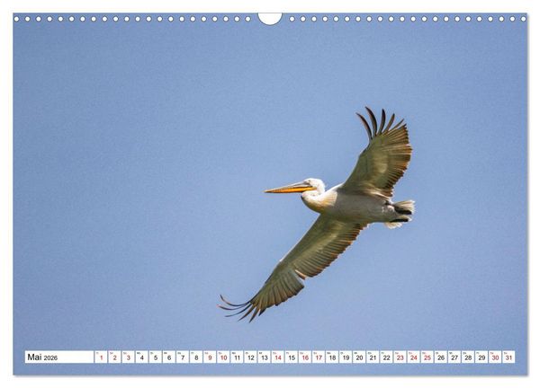 Produktbild: Vogelparadies Volvi-See (Wandkalender 2026 DIN A3 quer), CALVENDO Monatskalender