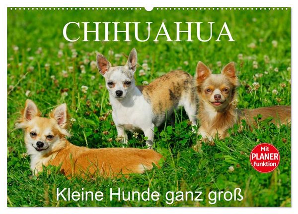 Produktbild: Chihuahua - Kleine Hunde ganz gro&szlig; (Wandkalender 2026 DIN A2 quer), CALVENDO Monatskalender