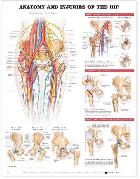 Produktbild: Tbd: Anatomy & Injuries Hip Pu