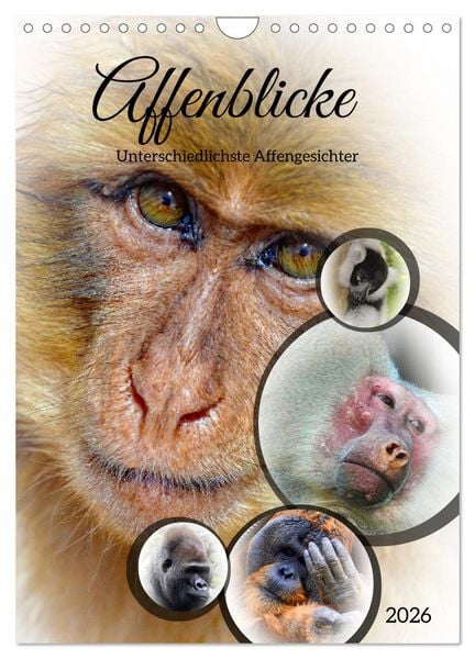 Produktbild: Affenblicke (Wandkalender 2026 DIN A4 hoch), CALVENDO Monatskalender