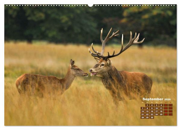 Produktbild: Tiere in freier Wildbahn by VogtArt (hochwertiger Premium Wandkalender 2026 DIN A2 quer), Kunstdruck in Hochglanz