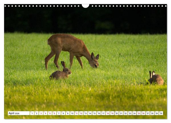 Produktbild: Anmut mit sanften Augen - Rehwild in der freien Natur (Wandkalender 2026 DIN A3 quer), CALVENDO Monatskalender