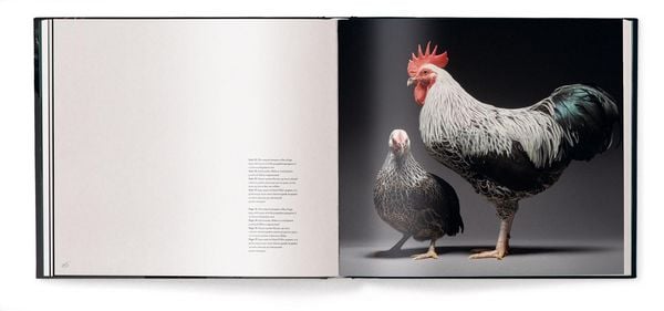 Produktbild: Gefiederte Eleganz