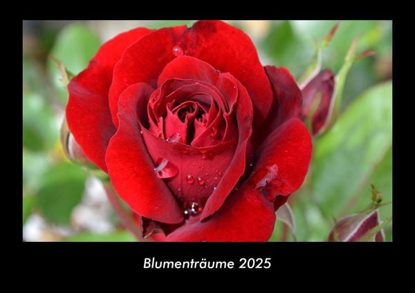 Produktbild: Blumentr&auml;ume 2025 Fotokalender DIN A3