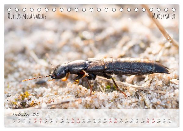 Produktbild: K&auml;fer-Wunderwelten (Tischkalender 2026 DIN A5 quer), CALVENDO Monatskalender