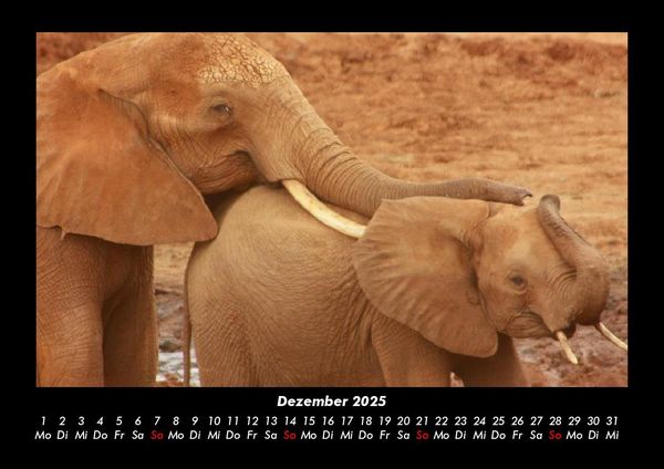 Produktbild: Der Elefantenkalender 2025 Fotokalender DIN A3