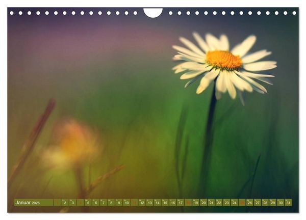 Produktbild: G&auml;nsebl&uuml;mchen Poesie (Wandkalender 2026 DIN A4 quer), CALVENDO Monatskalender