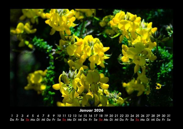 Produktbild: Blumentr&auml;ume 2026 Fotokalender DIN A3