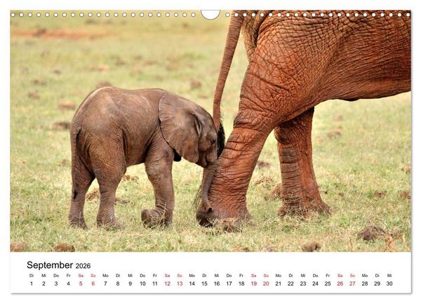 Produktbild: Elefanten Afrikas (Wandkalender 2026 DIN A3 quer), CALVENDO Monatskalender