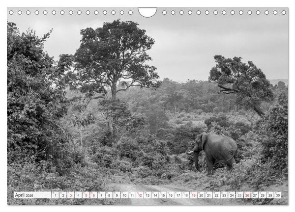 Produktbild: Emotionale Momente: Elefanten in black & white (Wandkalender 2026 DIN A4 quer), CALVENDO Monatskalender