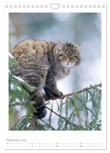 Produktbild: European Wildcats (Wall Calendar 2026 DIN A4 portrait), CALVENDO 12 Month Wall Calendar
