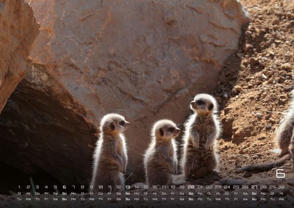 Produktbild: Erdm&auml;nnchen &ndash; Kleine W&auml;chter, gro&szlig;e Abenteuer! - 2027 - Kalender DIN A2