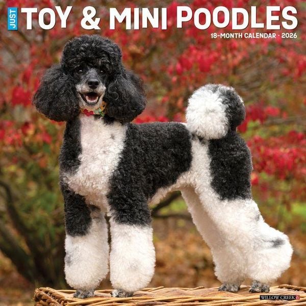 Produktbild: Toy & Miniature Poodles 2026 Wall Calendar