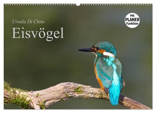 Produktbild: Eisv&ouml;gel (Wandkalender 2026 DIN A2 quer), CALVENDO Monatskalender