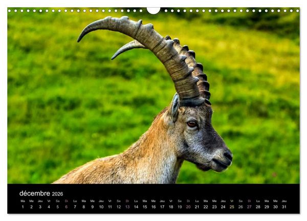 Produktbild: Bouquetins des Alpes (Calendrier mural 2026 DIN A3 vertical), CALVENDO calendrier mensuel