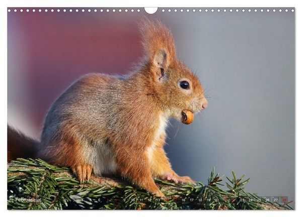 Produktbild: Eichh&ouml;rnchen Momentaufnahmen f&uuml;rs Herz (Wandkalender 2026 DIN A3 quer), CALVENDO Monatskalender