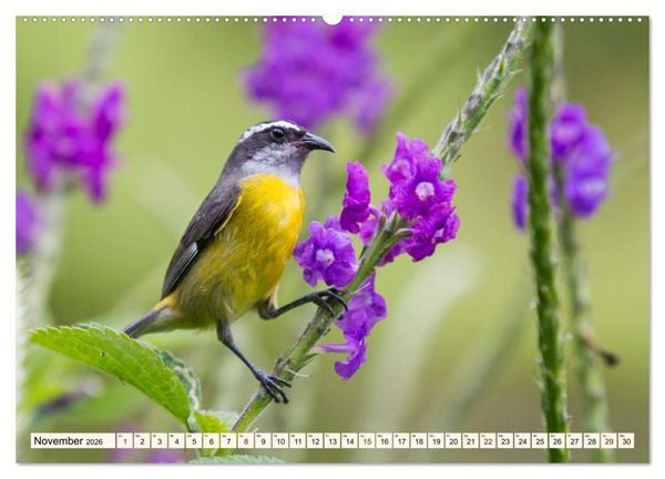 Produktbild: Costa Rica - Farben des Regenwaldes (hochwertiger Premium Wandkalender 2026 DIN A2 quer), Kunstdruck in Hochglanz