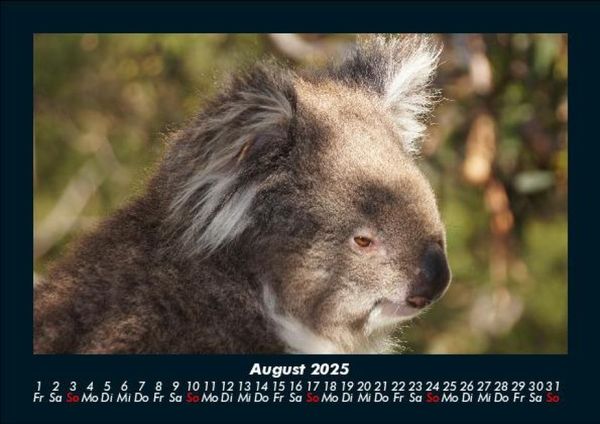 Produktbild: Koala 2025 Fotokalender DIN A5
