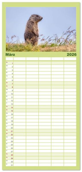 Produktbild: Familienplaner 2026 - Tiere der Alpen - Murmeltier-Kinder mit 5 Spalten (Wandkalender, 21 x 45 cm) CALVENDO