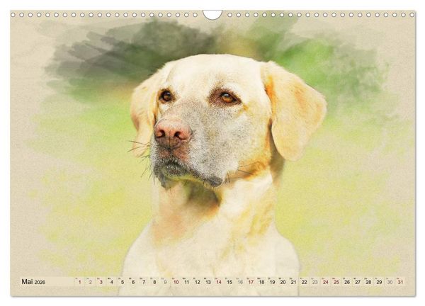 Produktbild: Labrador Retriever 2026 (Wandkalender 2026 DIN A3 quer), CALVENDO Monatskalender