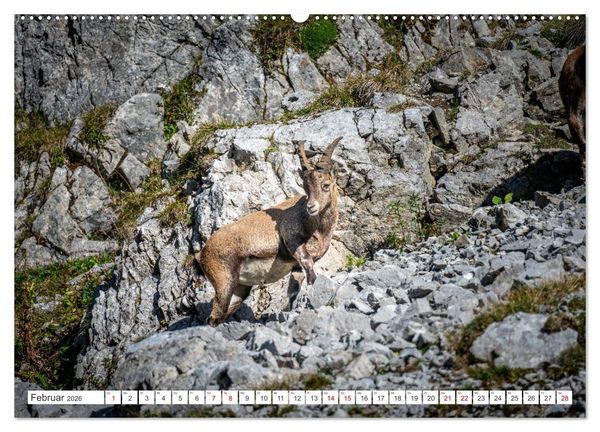 Produktbild: Steinb&ouml;cke - Majest&auml;tische Tiere der Alpen (hochwertiger Premium Wandkalender 2026 DIN A2 quer), Kunstdruck in Hochglanz