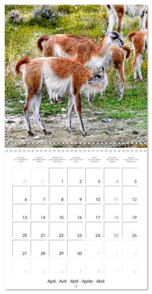 Produktbild: Patagonia National Parks (Wall Calendar 2026 12 &times; 12 Inch) CALVENDO 12 Month Wall Calendar