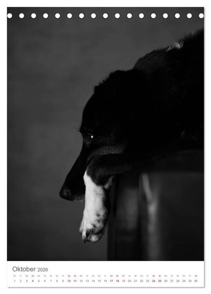 Produktbild: Fine Art Hundeportraits (Tischkalender 2026 DIN A5 hoch), CALVENDO Monatskalender