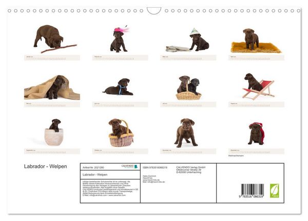 Produktbild: Labrador - Welpen (Wandkalender 2026 DIN A3 quer), CALVENDO Monatskalender