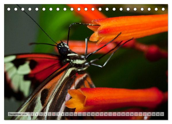 Produktbild: Schmetterlinge - zarte Gesch&ouml;pfe der Natur (Tischkalender 2026 DIN A5 quer), CALVENDO Monatskalender