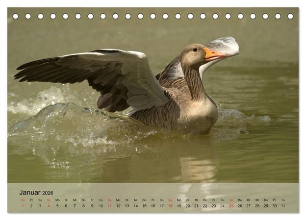Produktbild: G&auml;nse und Enten. Schnattern, watscheln, quaken! (Tischkalender 2026 DIN A5 quer), CALVENDO Monatskalender