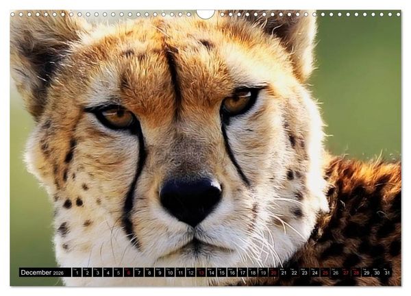 Produktbild: Big Cats &bull; Faces of the most beautiful predators (Wall Calendar 2026 DIN A3 landscape), CALVENDO 12 Month Wall Calendar