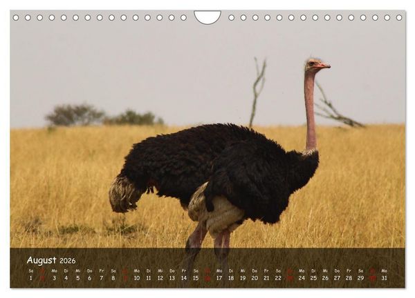 Produktbild: Wildes Ostafrika - Tansania und Kenia hautnah (Wandkalender 2026 DIN A4 quer), CALVENDO Monatskalender