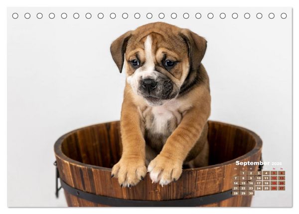 Produktbild: Old English Bulldog Welpen (Tischkalender 2026 DIN A5 quer), CALVENDO Monatskalender