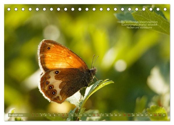 Produktbild: Frankens Insekten (Tischkalender 2026 DIN A5 quer), CALVENDO Monatskalender